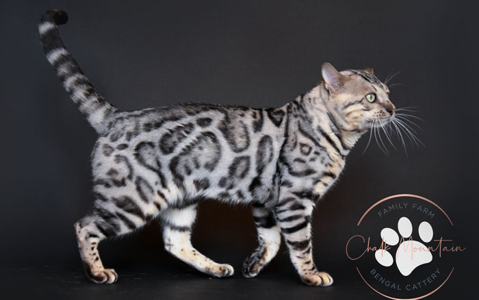 bengal kittens for sale